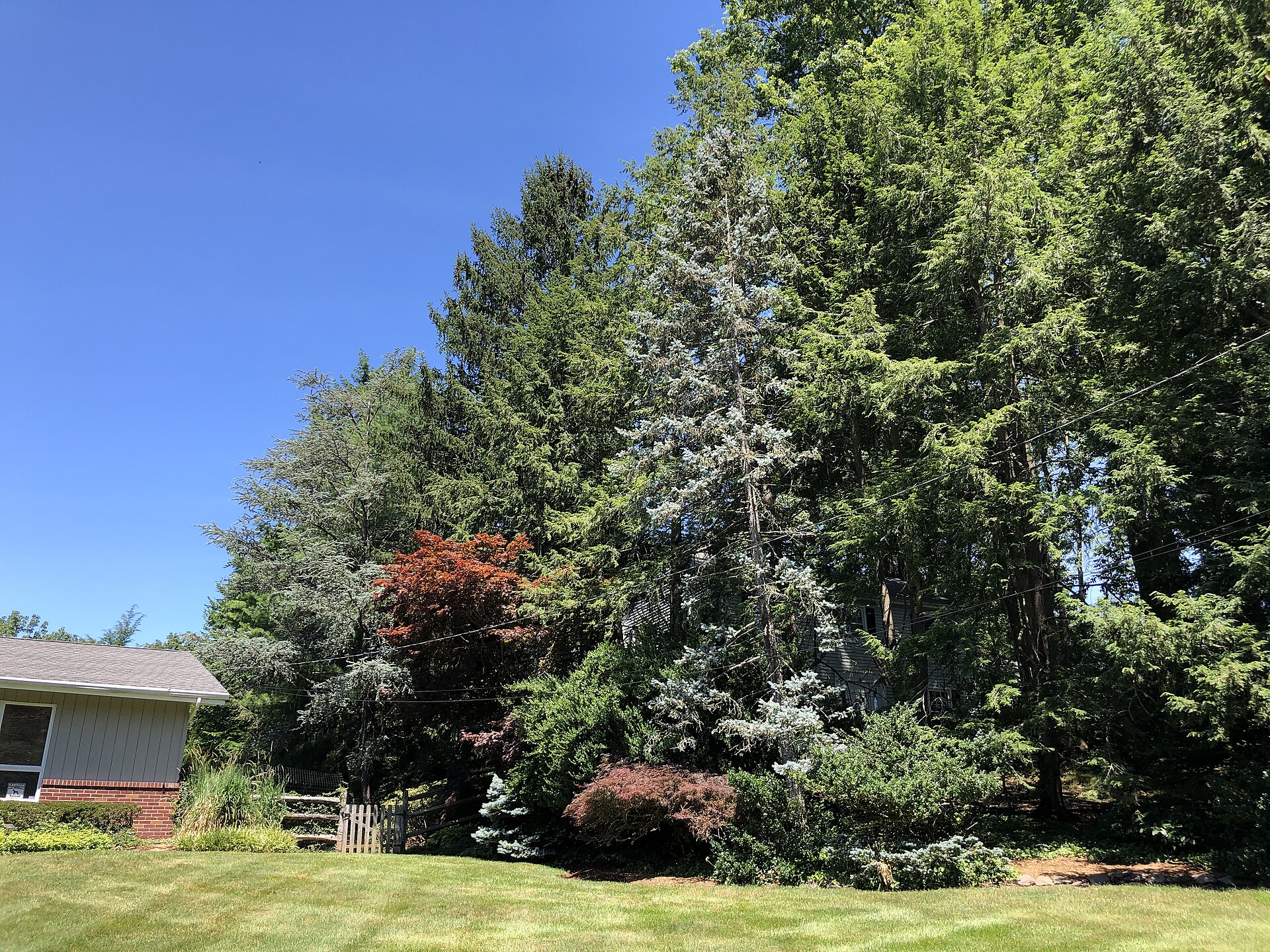 Piney Woods Lawn Care